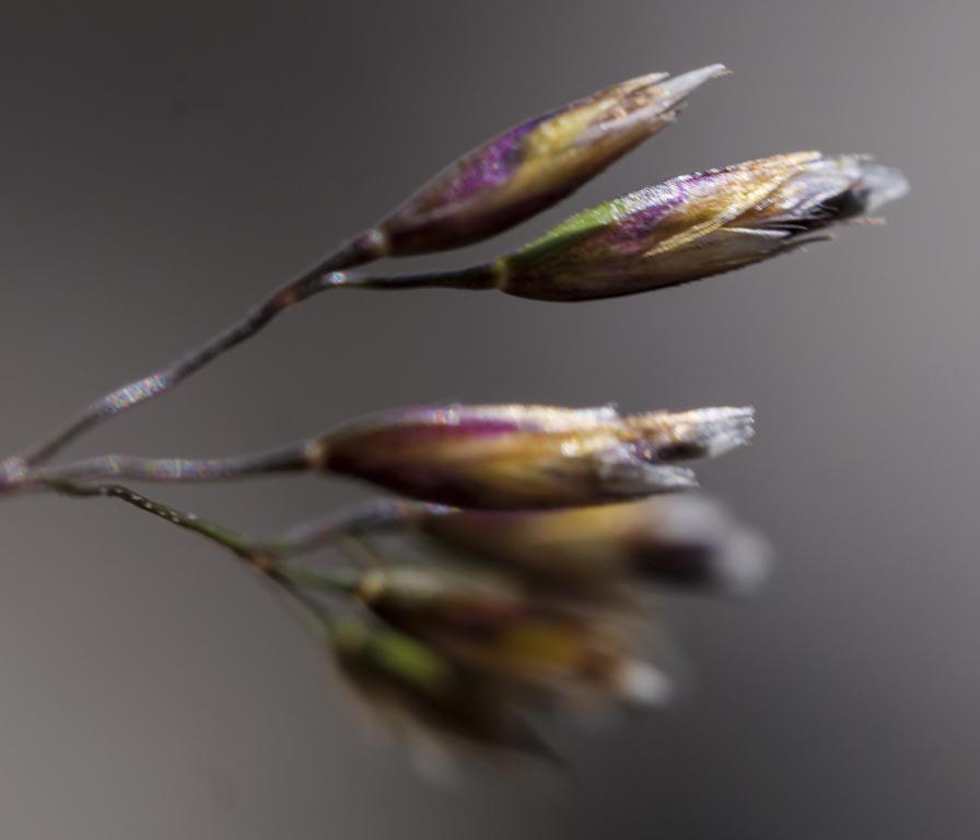 Deschampsia cespitosa ? s